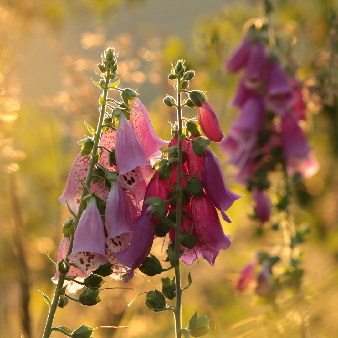 Foxglove Flower Essence