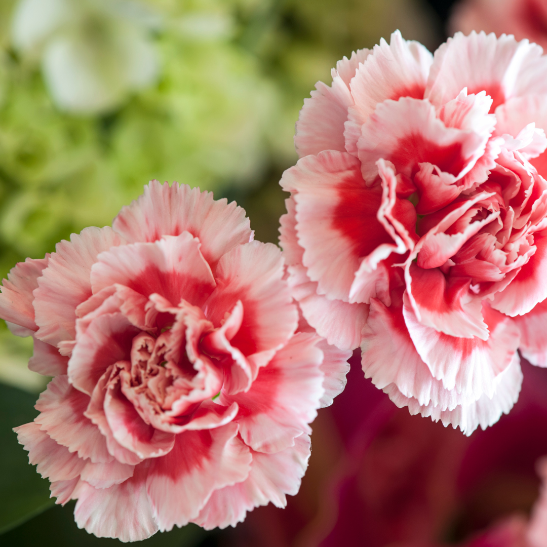 Carnation Flower Essence Veil of Gaia