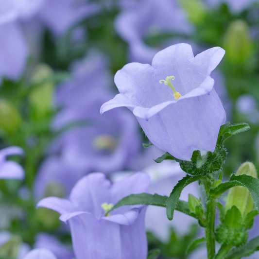 The Gentle Art of Using Flower Essences
