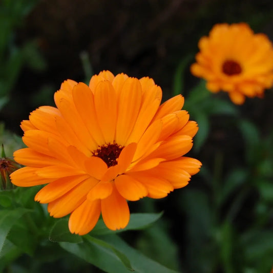 Calendula & Marigold: Asteraceae