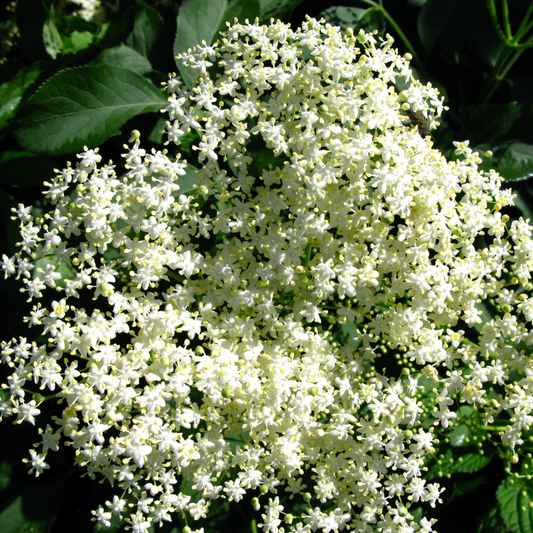 Elderflower Flower Essence