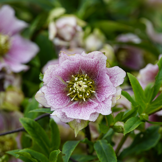 Hellebore Flower Essence