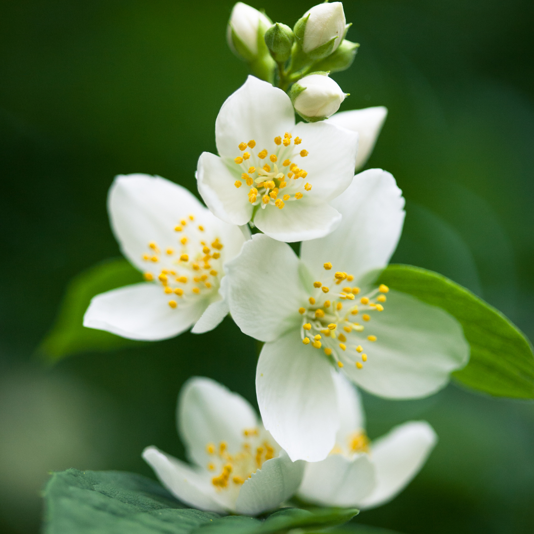 Jasmine Flower Essence