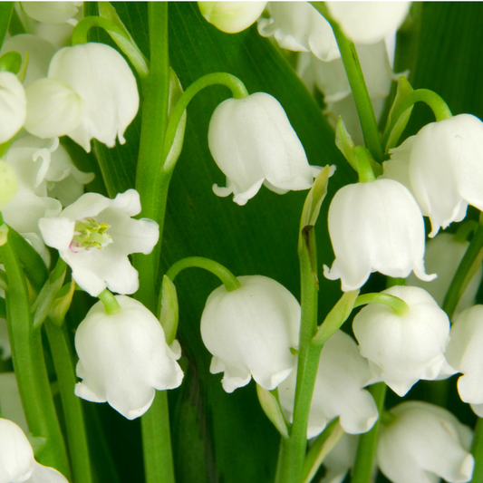 Lily of the Valley Flower Essence