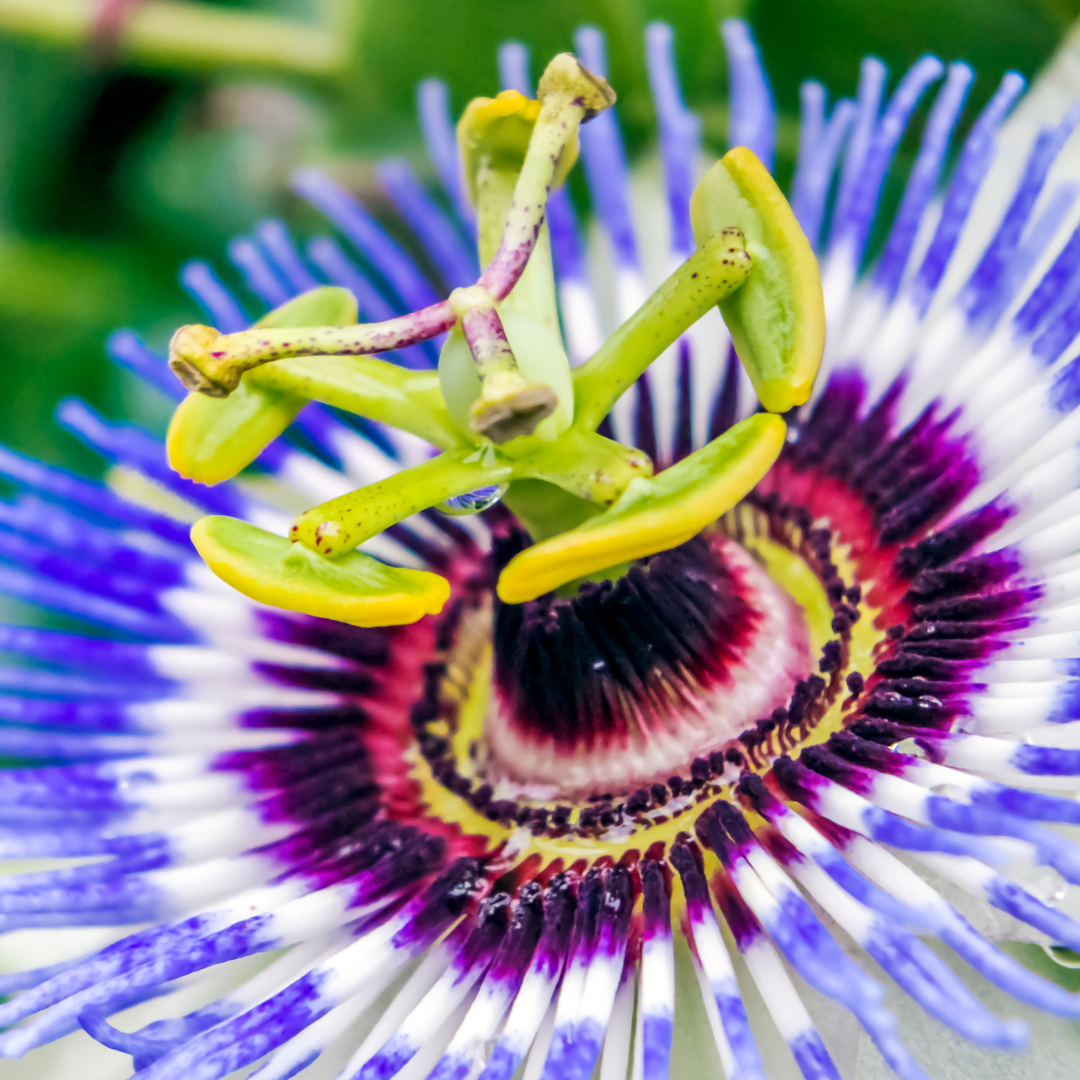 Passion Flower Flower Essence