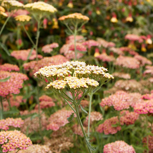 Yarrow Flower Essence ( Mixed )