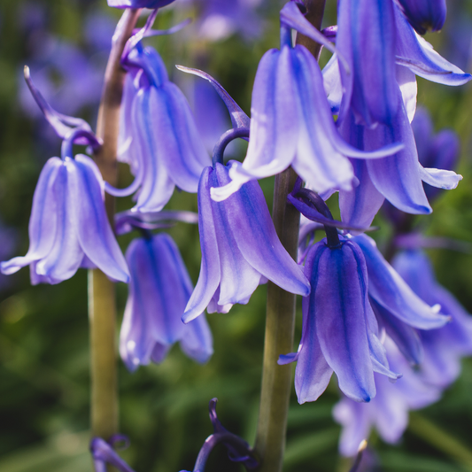 Bluebell Flower Essence