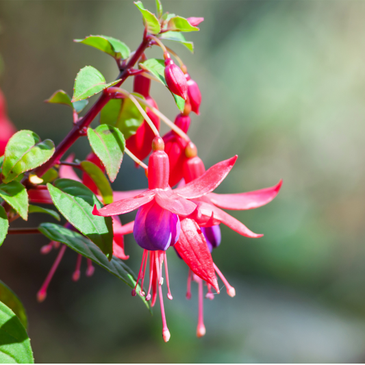 Fuchsia Flower Essence