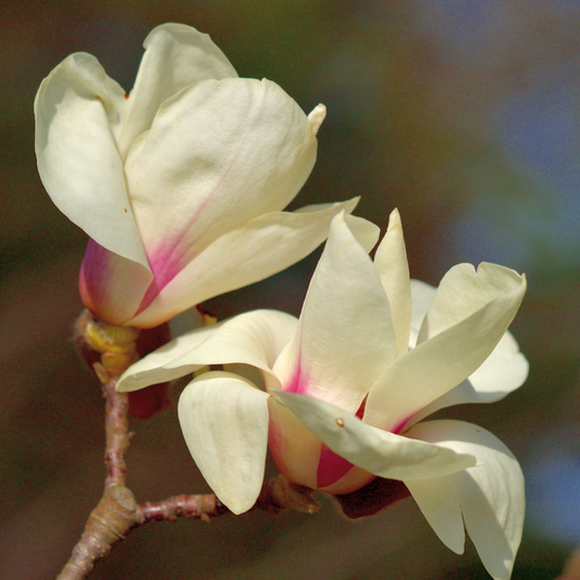 Magnolia Flower Essence